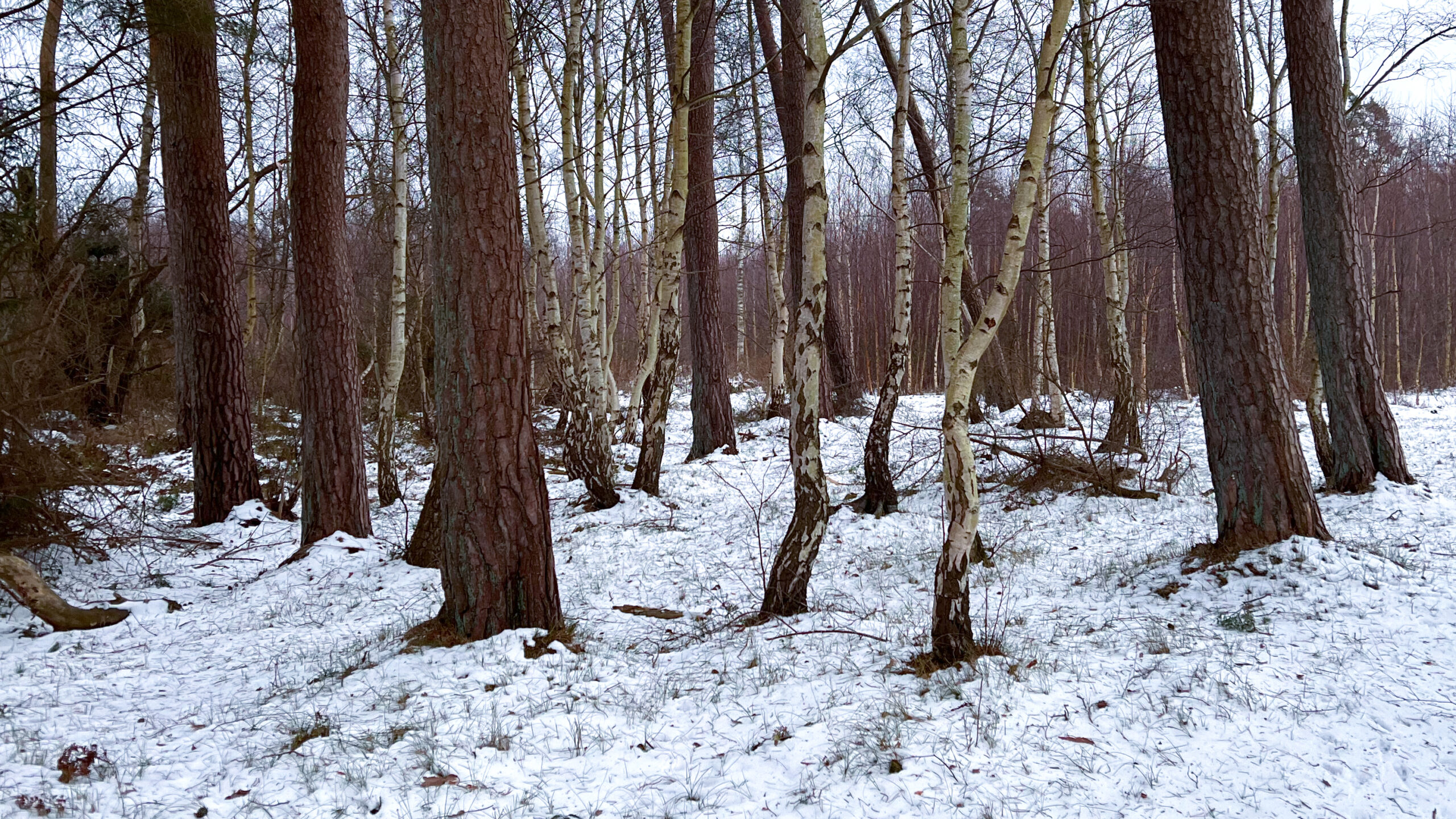 Winter forest with bare birch and pine trees standing quietly in snow – a calm, contemplative landscape inviting rest, inward reflection, and winter stillness.