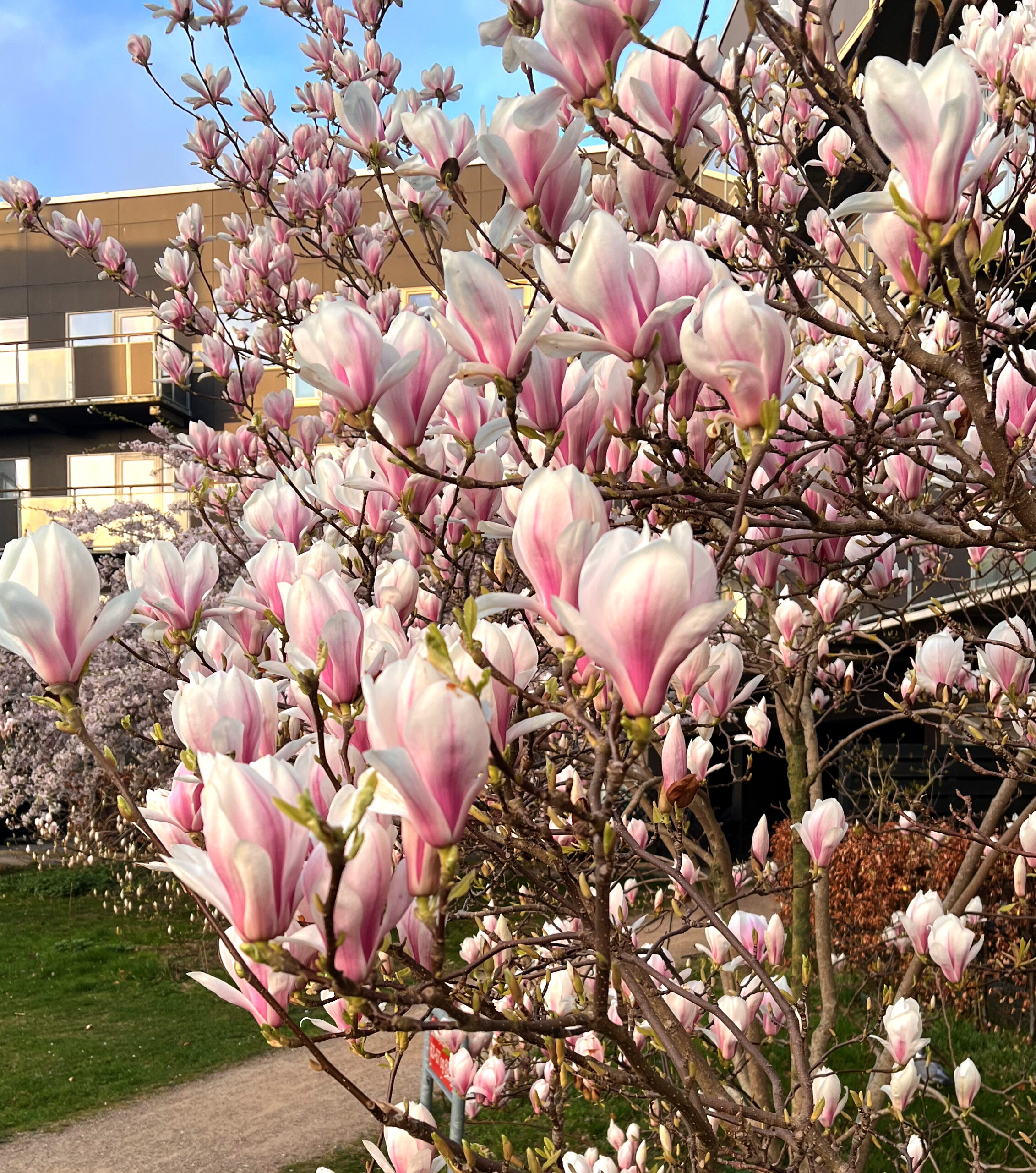 Lyserøde og hvide magnoliablomster i fuldt flor foran boligbygninger i varmt forårslys.